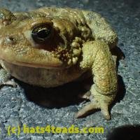/home//u458753944/public_html/sourcegallery///////Roxborough Toad Detour/2013-2019/2018/2018-04-13/P4130007.JPG